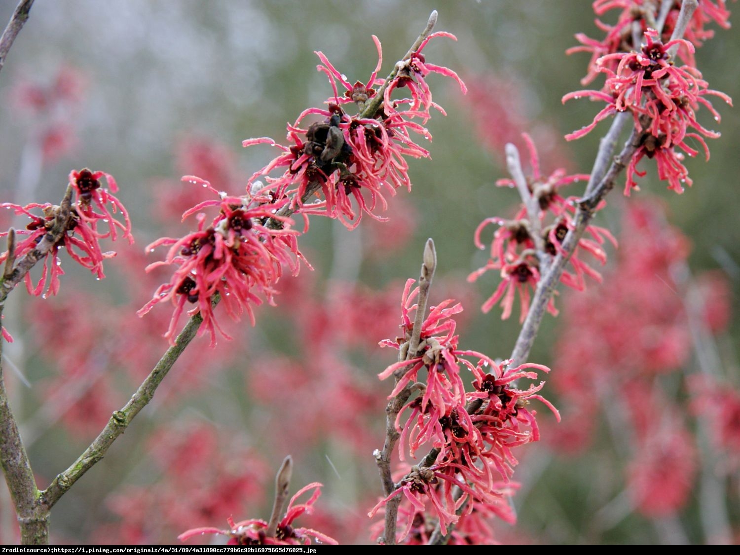 Oczar pośredni Ruby Glow - Hamamelis  intermedia Ruby Glow