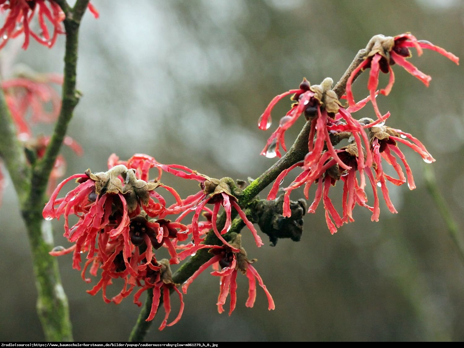 Oczar pośredni Ruby Glow - Hamamelis  intermedia Ruby Glow