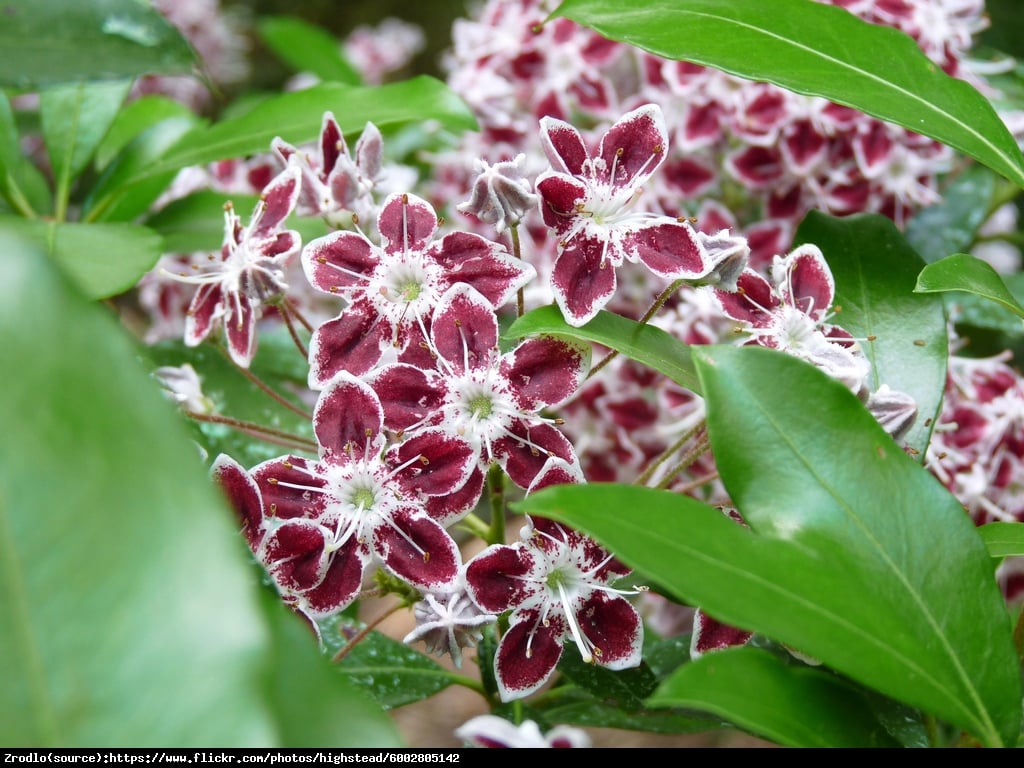 Kalmia szerokolistna Galaxy - Kalmia latifolia  Galaxy