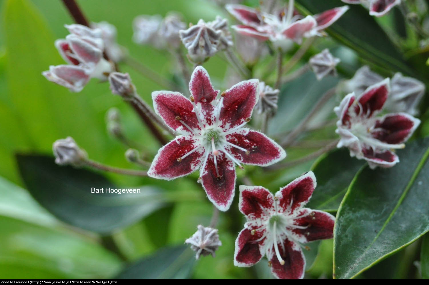 Kalmia szerokolistna Galaxy - Kalmia latifolia  Galaxy