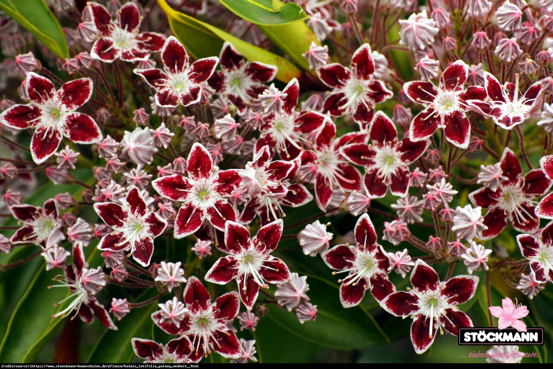 Kalmia szerokolistna Galaxy - Kalmia latifolia  Galaxy