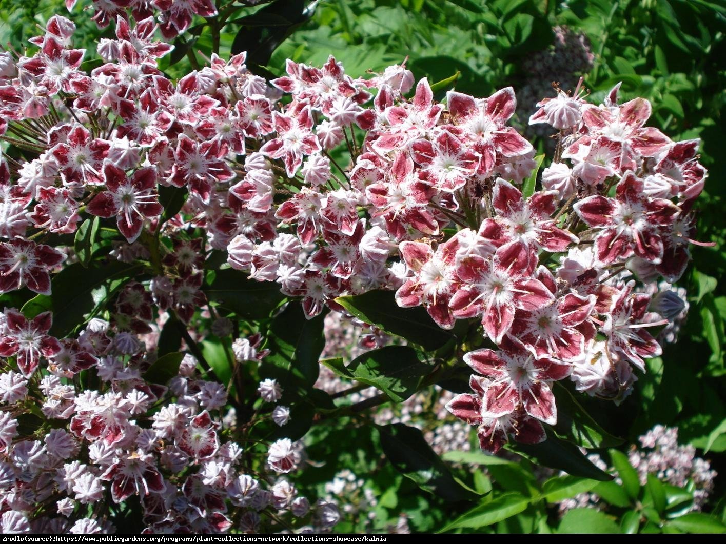 Kalmia szerokolistna Galaxy - Kalmia latifolia  Galaxy