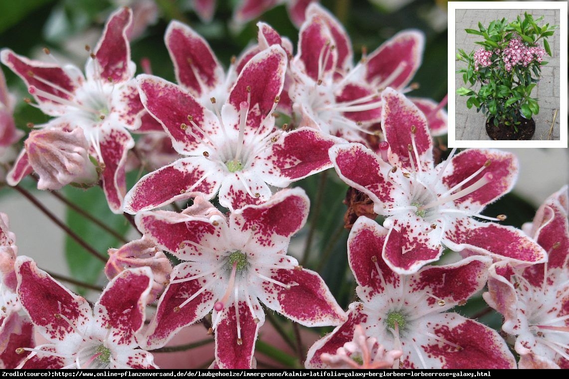 Kalmia szerokolistna Galaxy - Kalmia latifolia  Galaxy