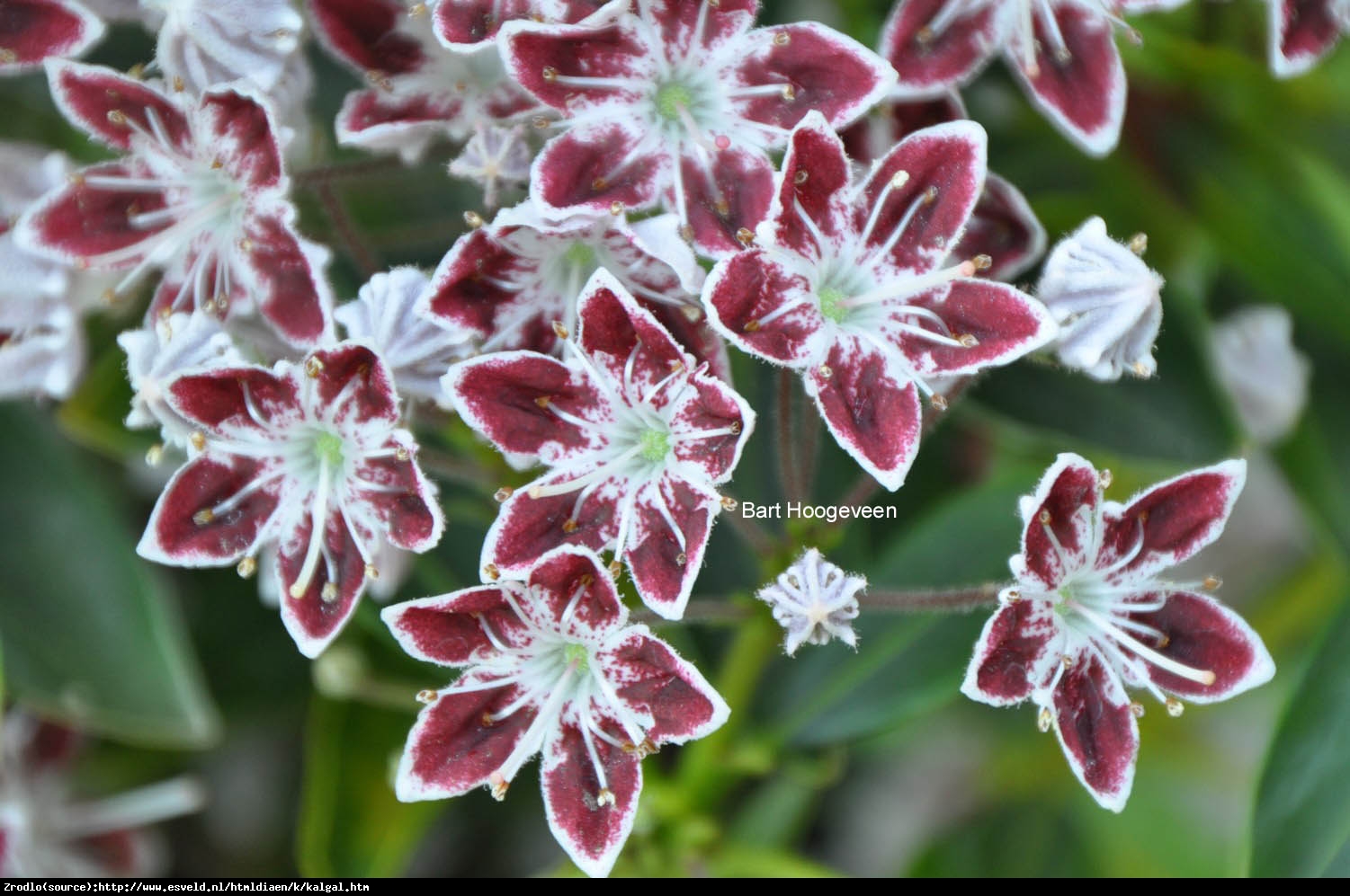 Kalmia szerokolistna Galaxy - Kalmia latifolia  Galaxy