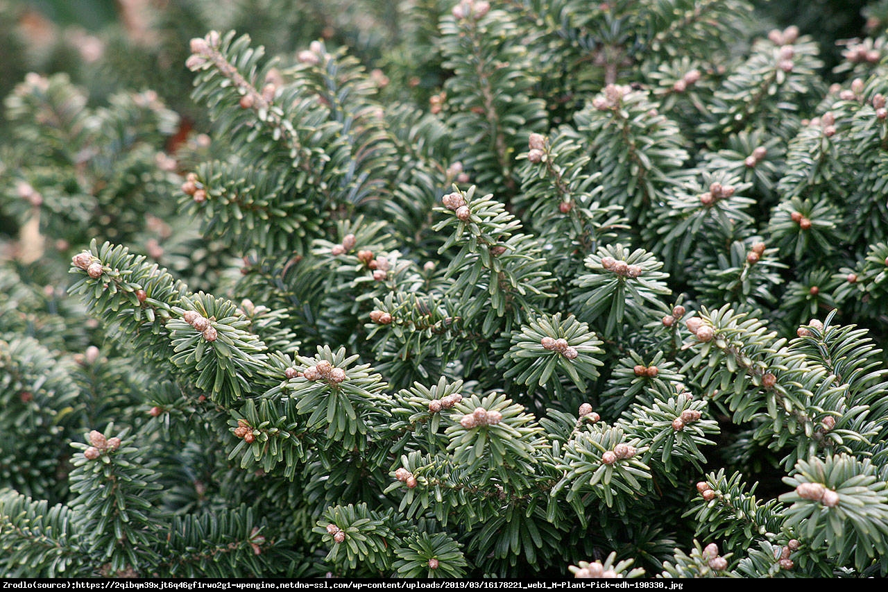 Jodła balsamiczna  Nana  - Abies balsamea  Nana 