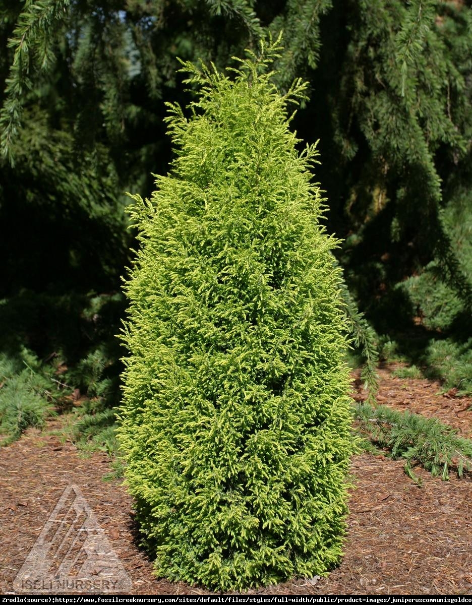 jałowiec pospolity  Gold Cone  - Juniperus communis  Gold Cone 