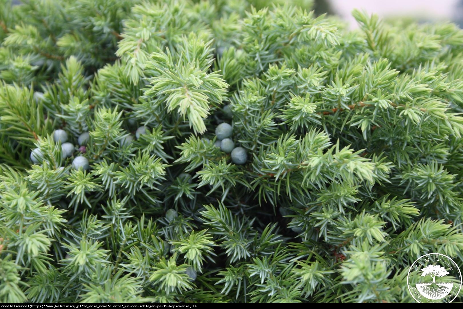 jałowiec nadbrzeżny  Schlager  - Juniperus conferta  Schlager 
