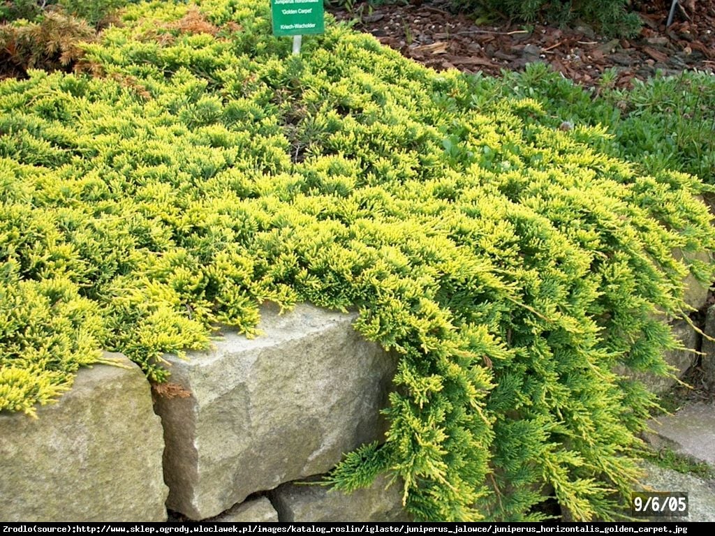 Jałowiec płożący Golden Carpet - Juniperus horizontalis Golden Carpet