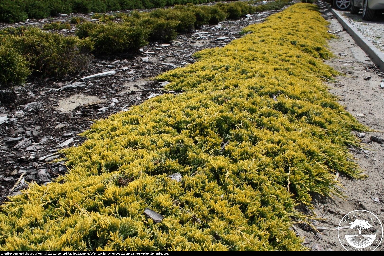 Jałowiec płożący Golden Carpet - Juniperus horizontalis Golden Carpet