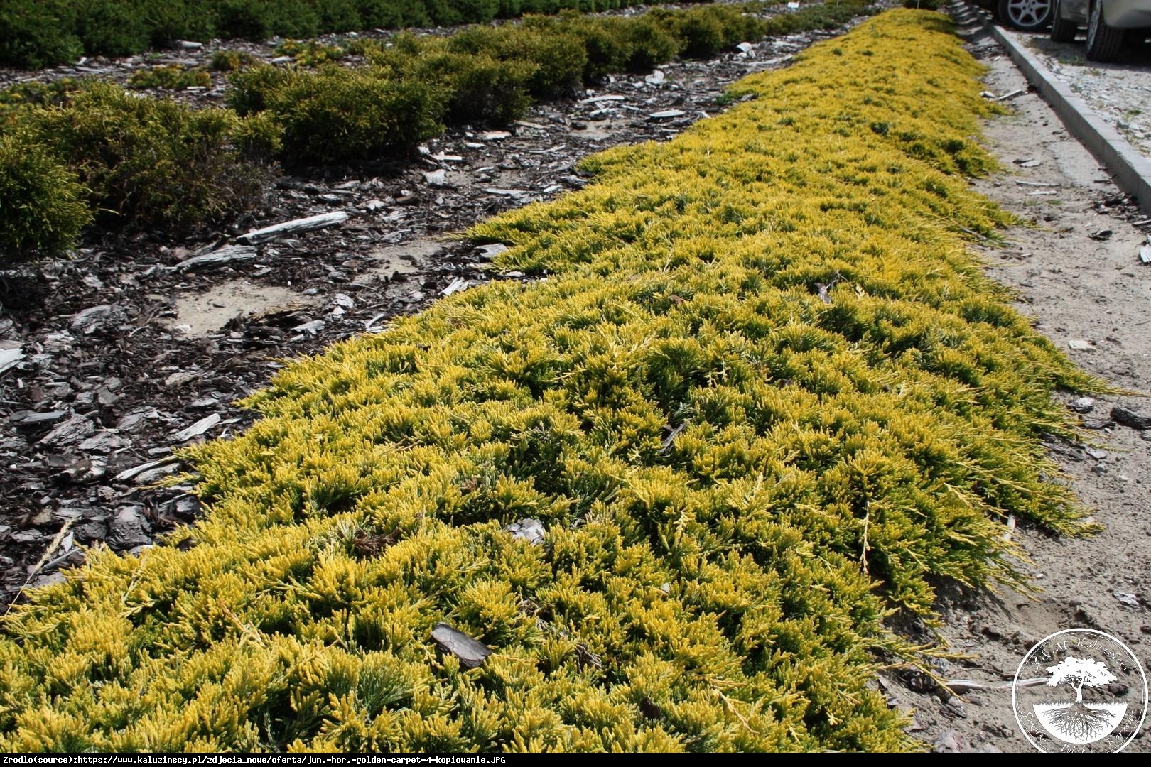 Jałowiec płożący Golden Carpet - Juniperus horizontalis Golden Carpet