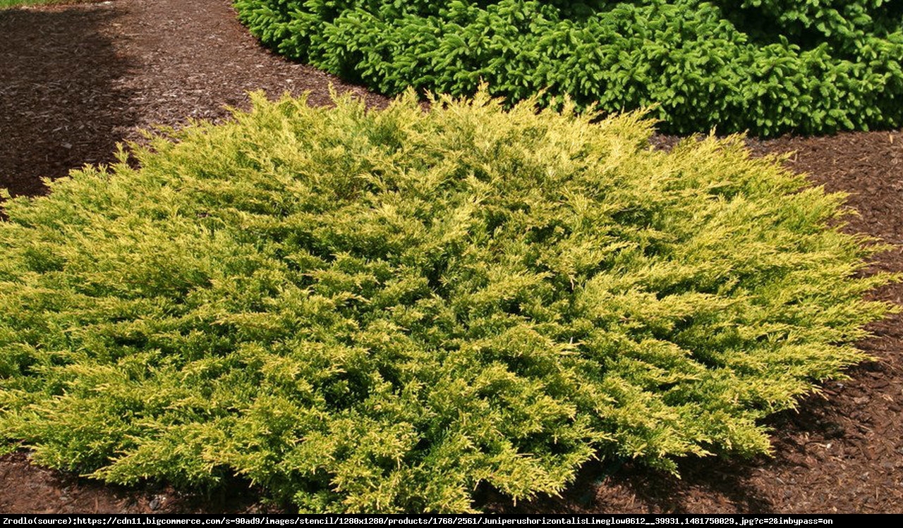 jałowiec płożący  Limeglow  - Juniperus horizontalis  Limeglow
