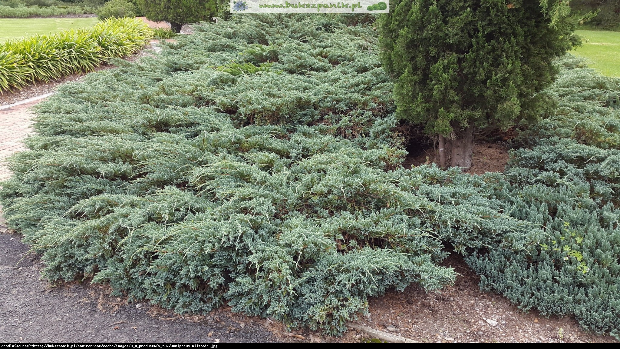 jałowiec płożący  Wiltonii  - Juniperus horizontalis  Wiltonii 