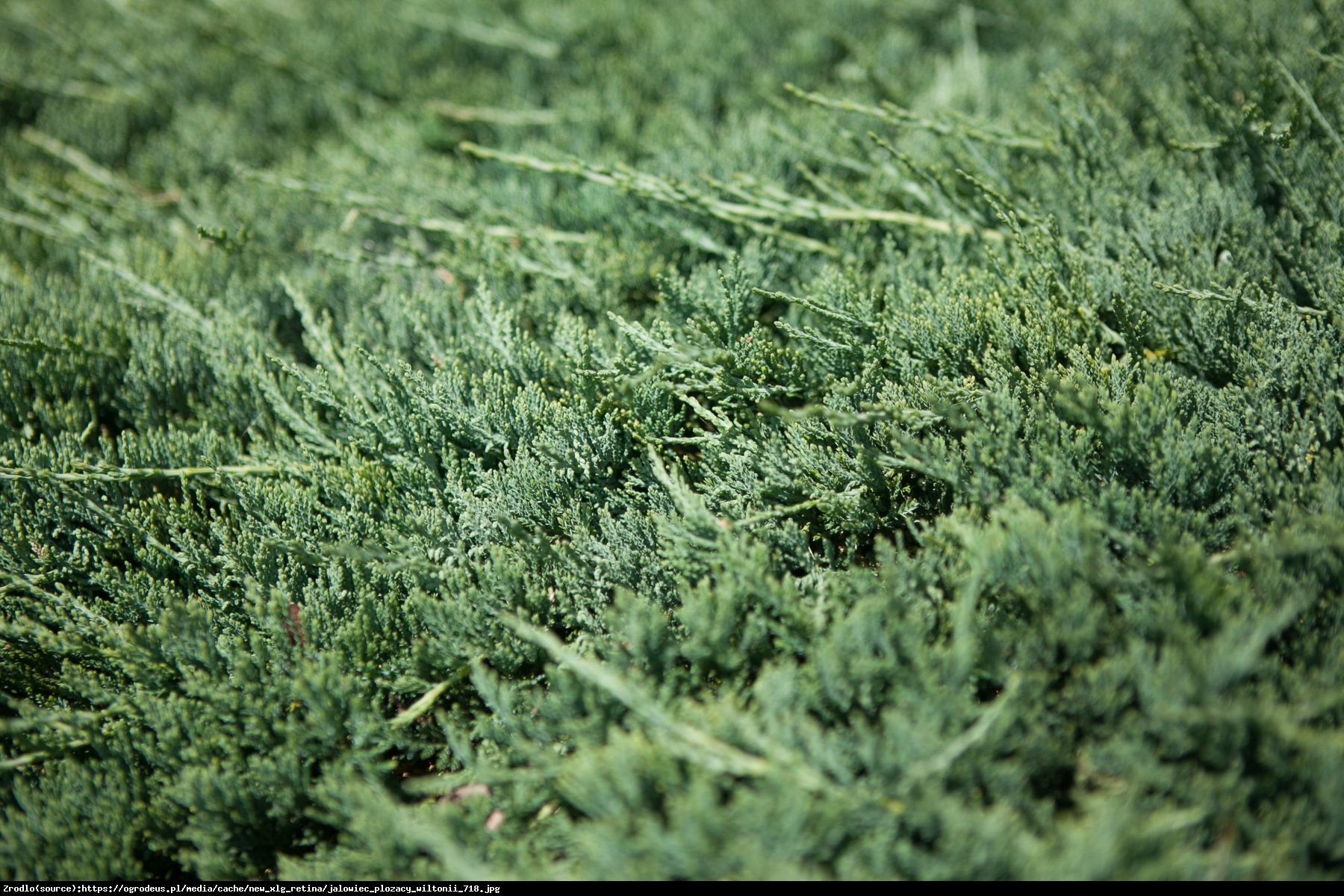 jałowiec płożący  Wiltonii  - Juniperus horizontalis  Wiltonii 