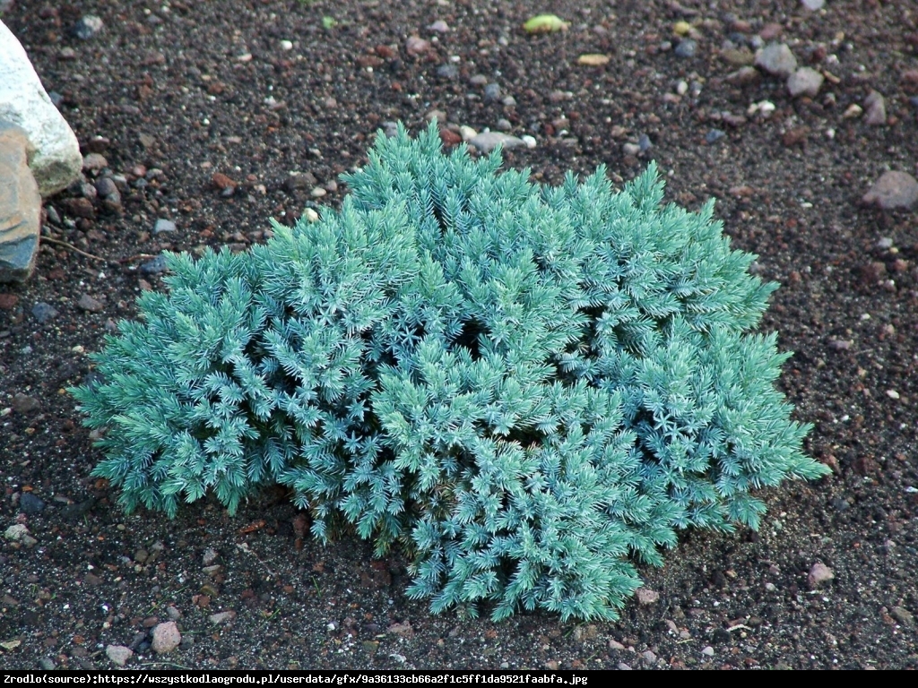 jałowiec łuskowaty  Blue Carpet  - Juniperus squamata  Blue Carpet 