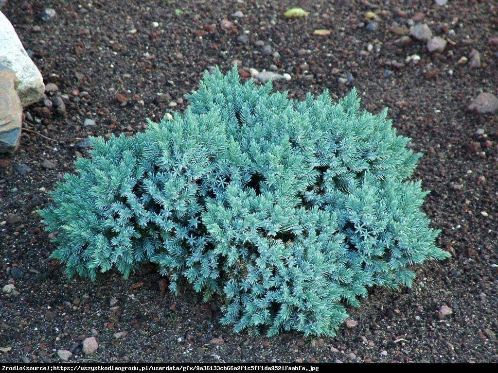 jałowiec łuskowaty  Blue Carpet  - Juniperus squamata  Blue Carpet 