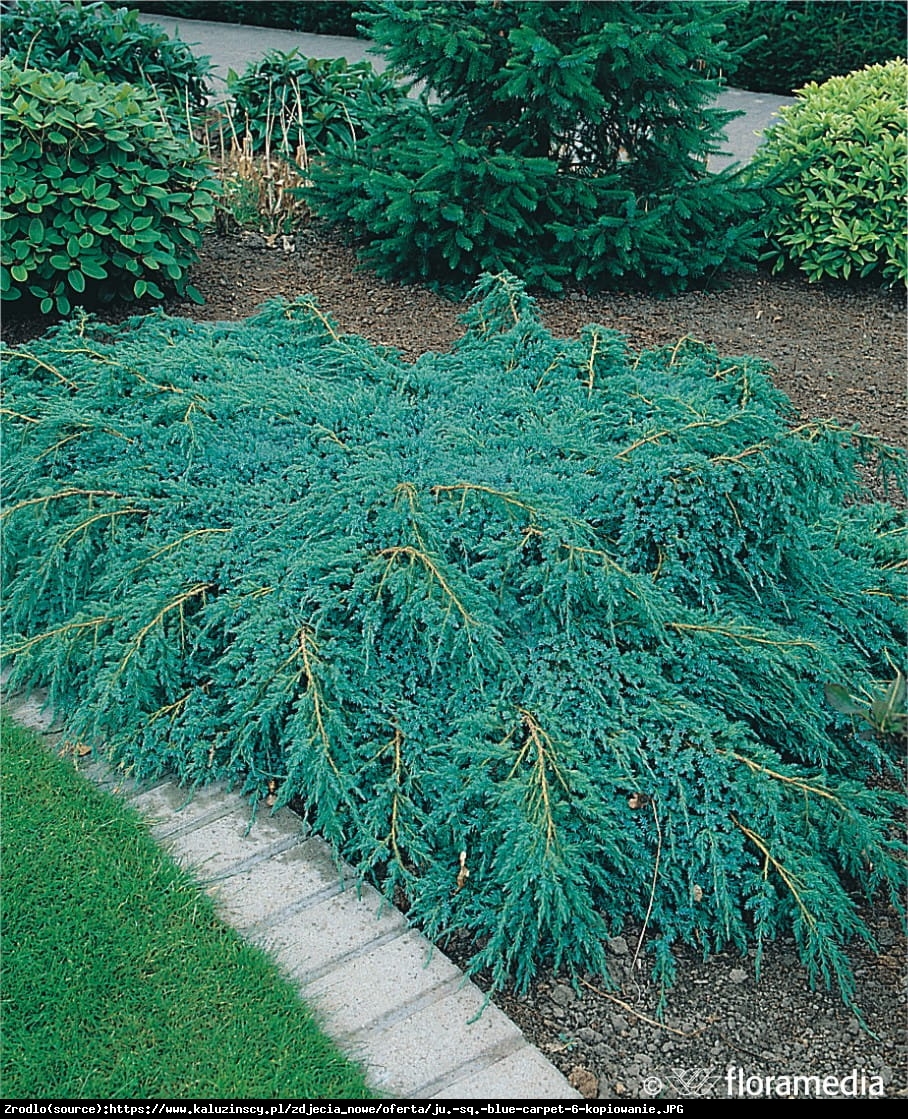jałowiec łuskowaty  Blue Carpet  - Juniperus squamata  Blue Carpet 