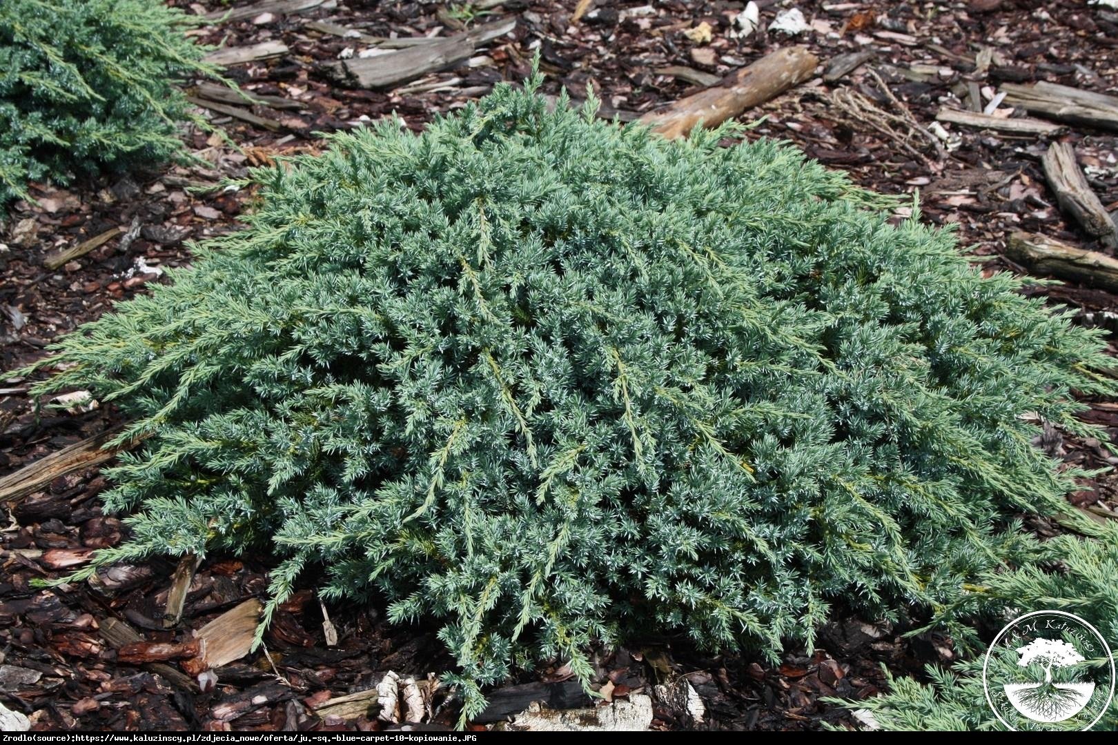 jałowiec łuskowaty  Blue Carpet  - Juniperus squamata  Blue Carpet 