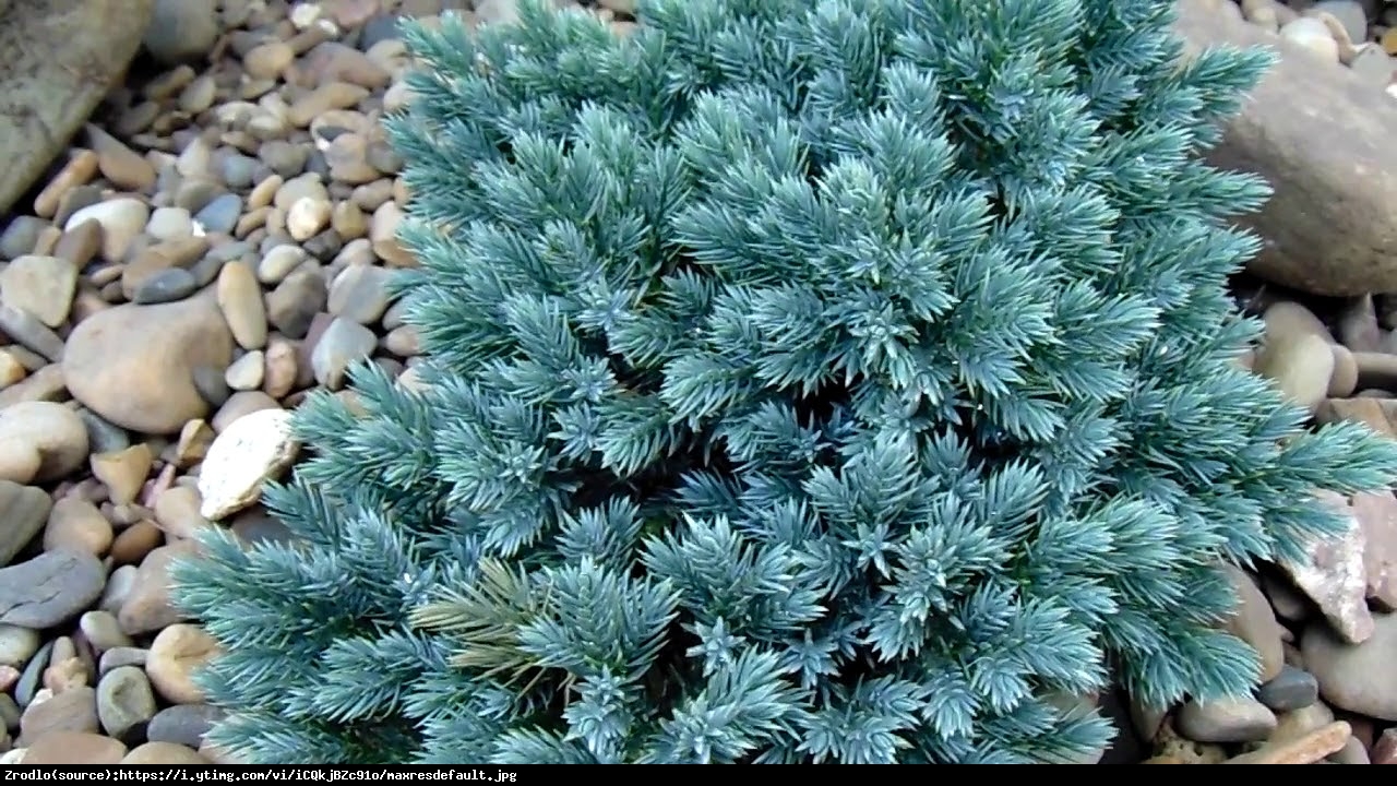 Jałowiec łuskowaty  Blue Star  - Juniperus squamata  Blue Star 