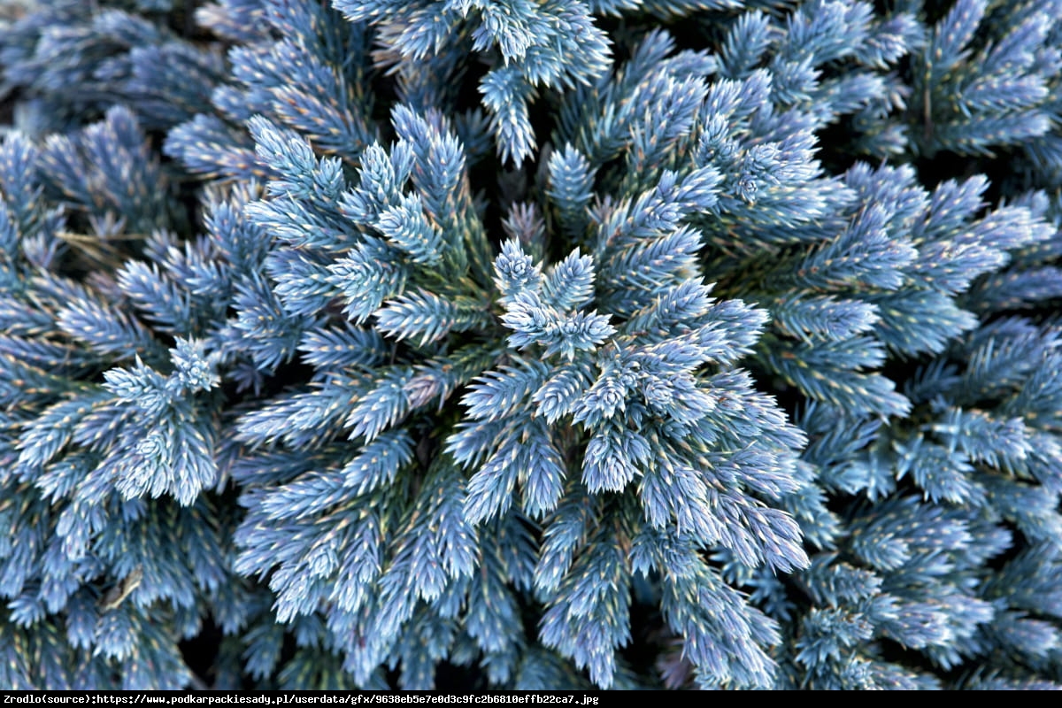 Jałowiec łuskowaty  Blue Star  - Juniperus squamata  Blue Star 