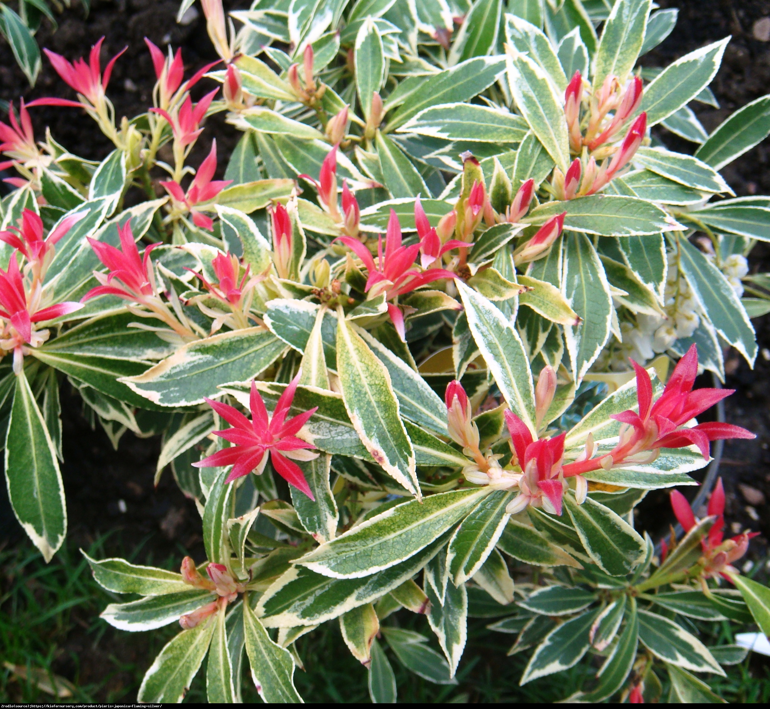 Pieris japoński Flaming Silver - Pieris japonica Flaming Silver