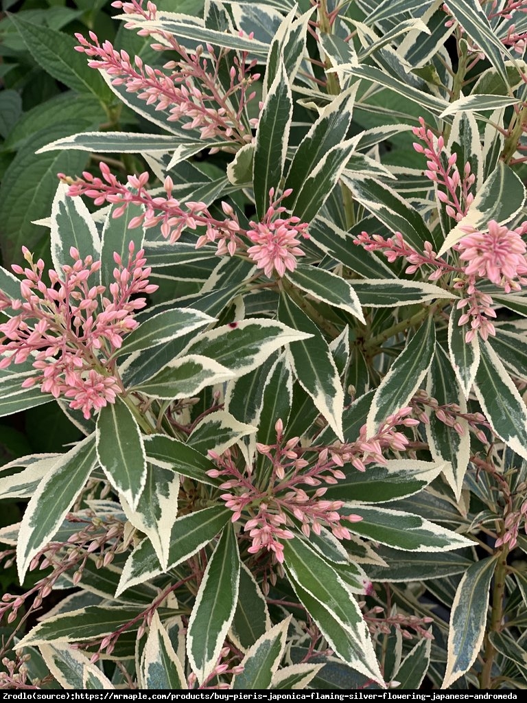 Pieris japoński Flaming Silver - Pieris japonica Flaming Silver