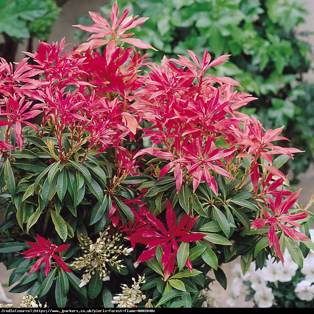 Pieris japoński Flaming Silver - Pieris japonica Flaming Silver