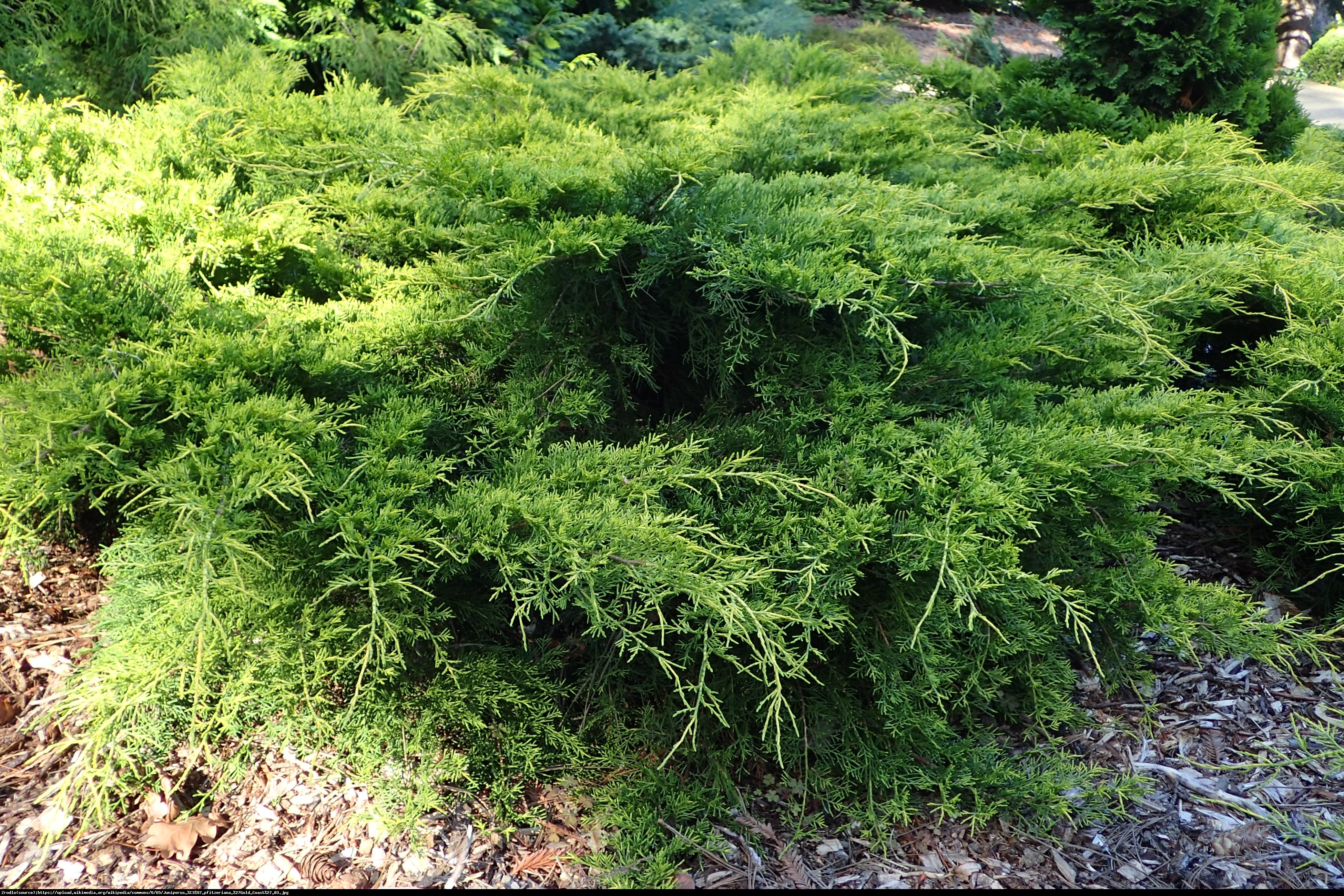 jałowiec Pfitzera  Gold Coast  - Juniperus pfitzeriana  Gold Coast 