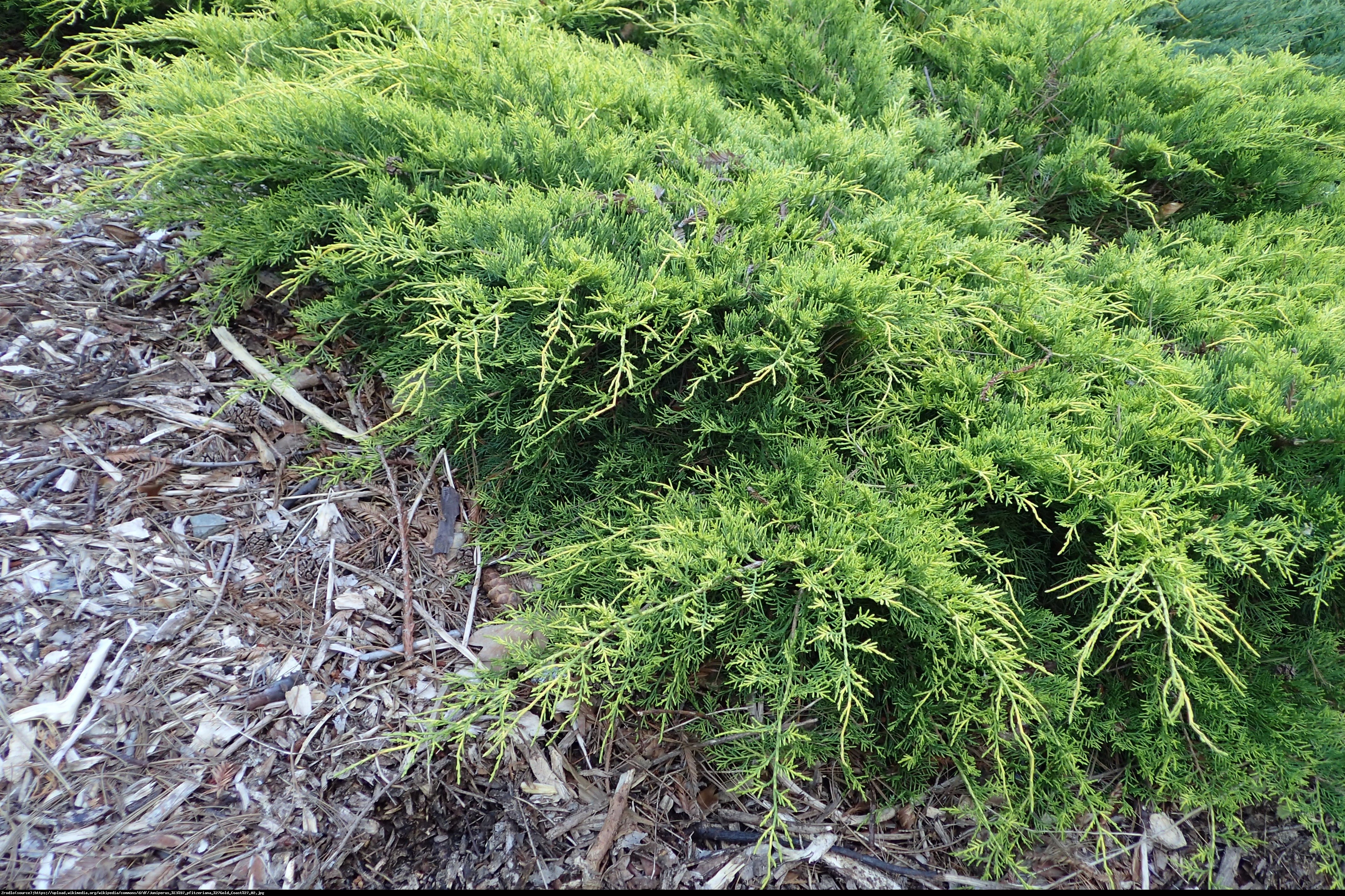 jałowiec Pfitzera  Gold Coast  - Juniperus pfitzeriana  Gold Coast 