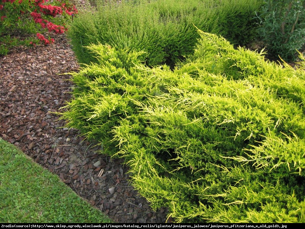 jałowiec Pfitzera  Gold Star  - Juniperus pfitzeriana  Gold Star 