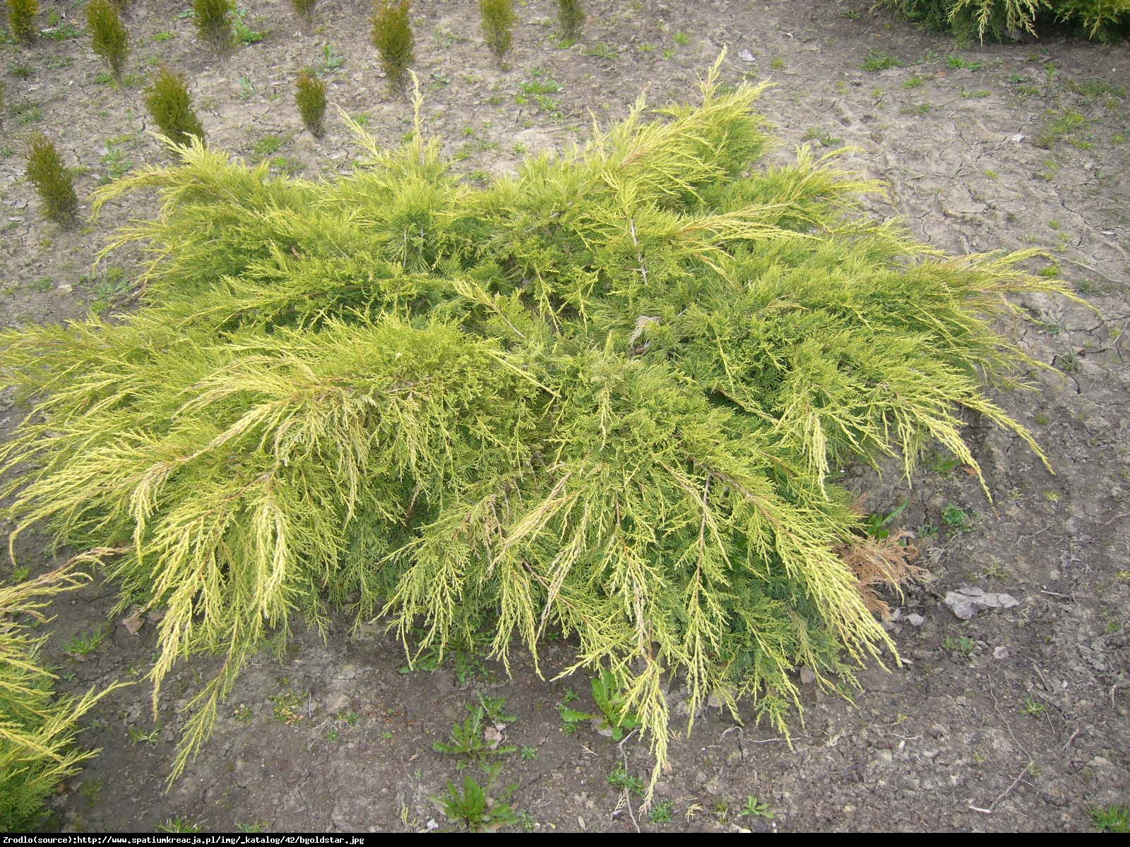 jałowiec Pfitzera  Gold Star  - Juniperus pfitzeriana  Gold Star 