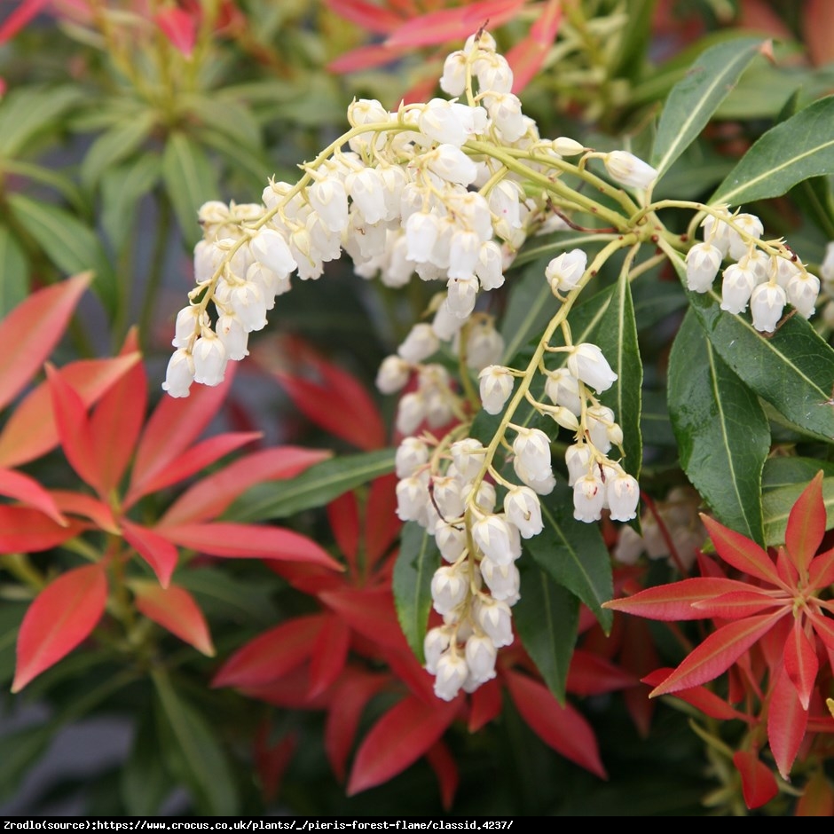 Pieris japoński Forest Flame - Pieris japonica Forest Flame