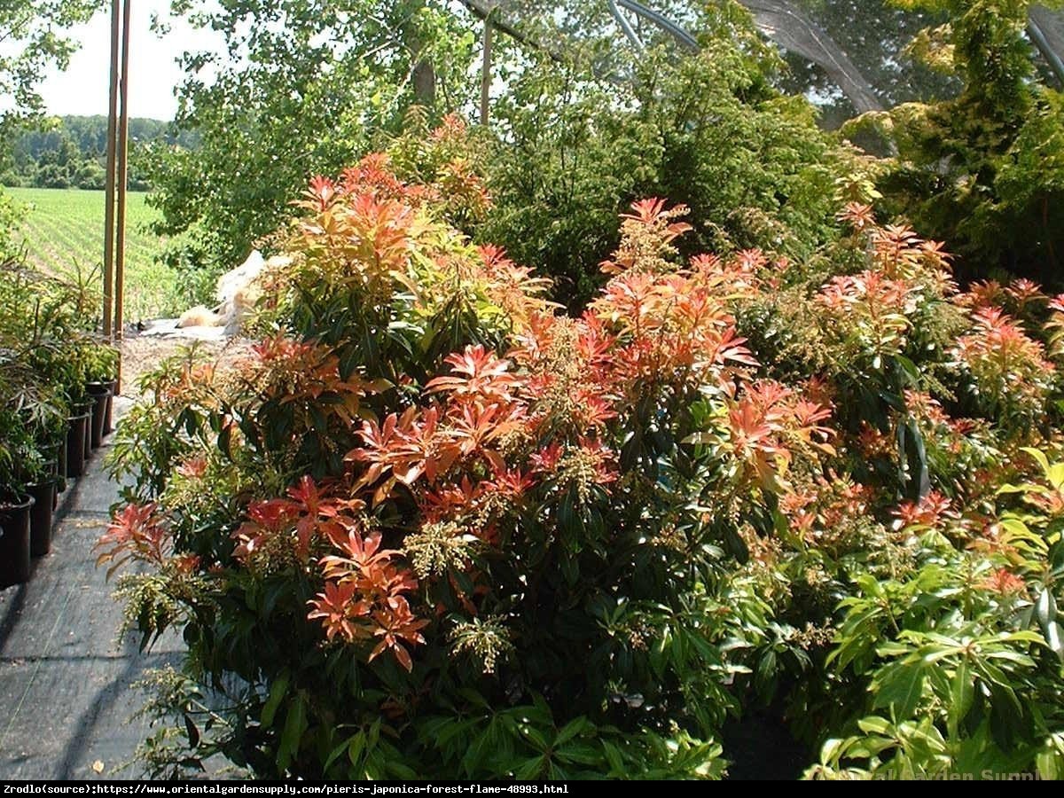 Pieris japoński Forest Flame - Pieris japonica Forest Flame