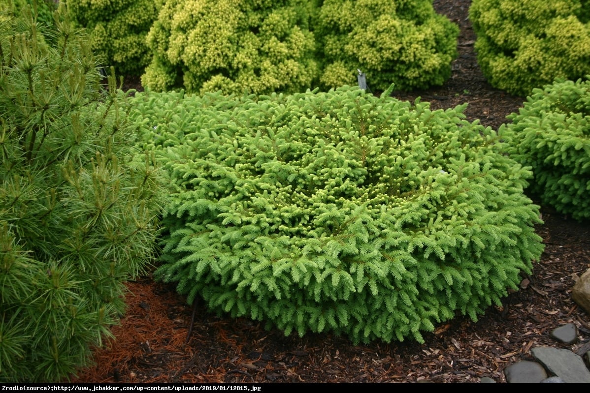 świerk pospolity  Nidiformis  - Picea abies  Nidiformis 