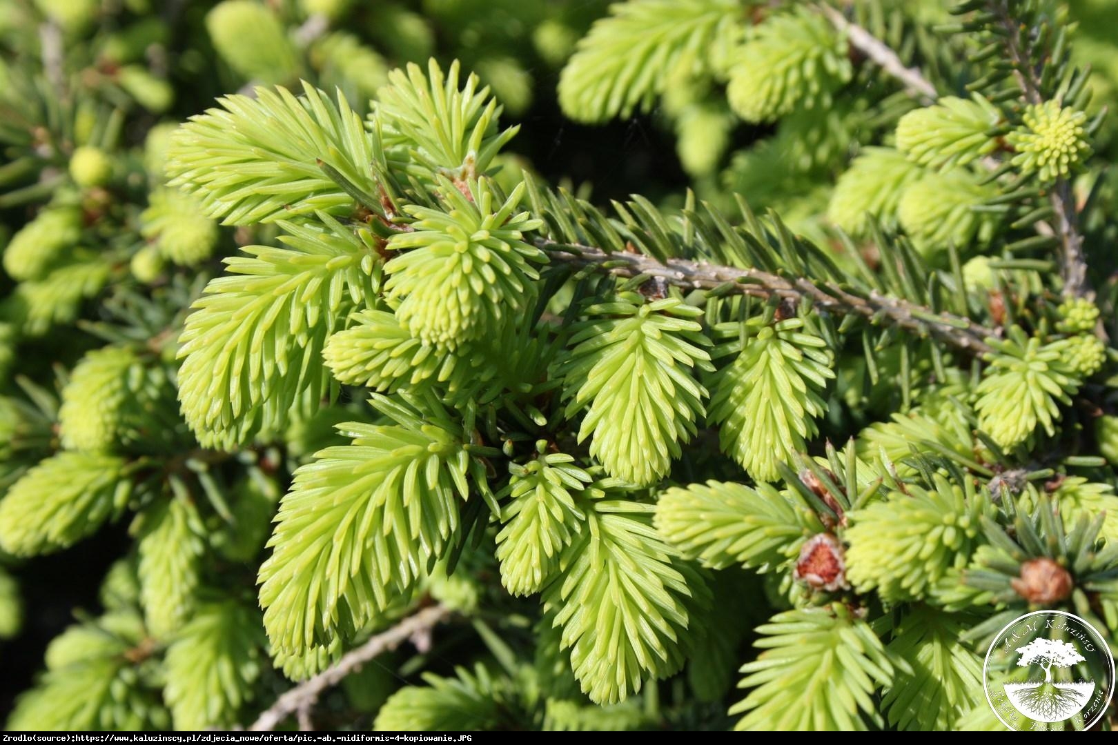 świerk pospolity  Nidiformis  - Picea abies  Nidiformis 