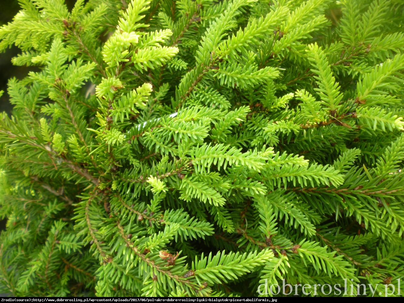 świerk pospolity  Tabuliformis - Picea abies  Tabuliformis 
