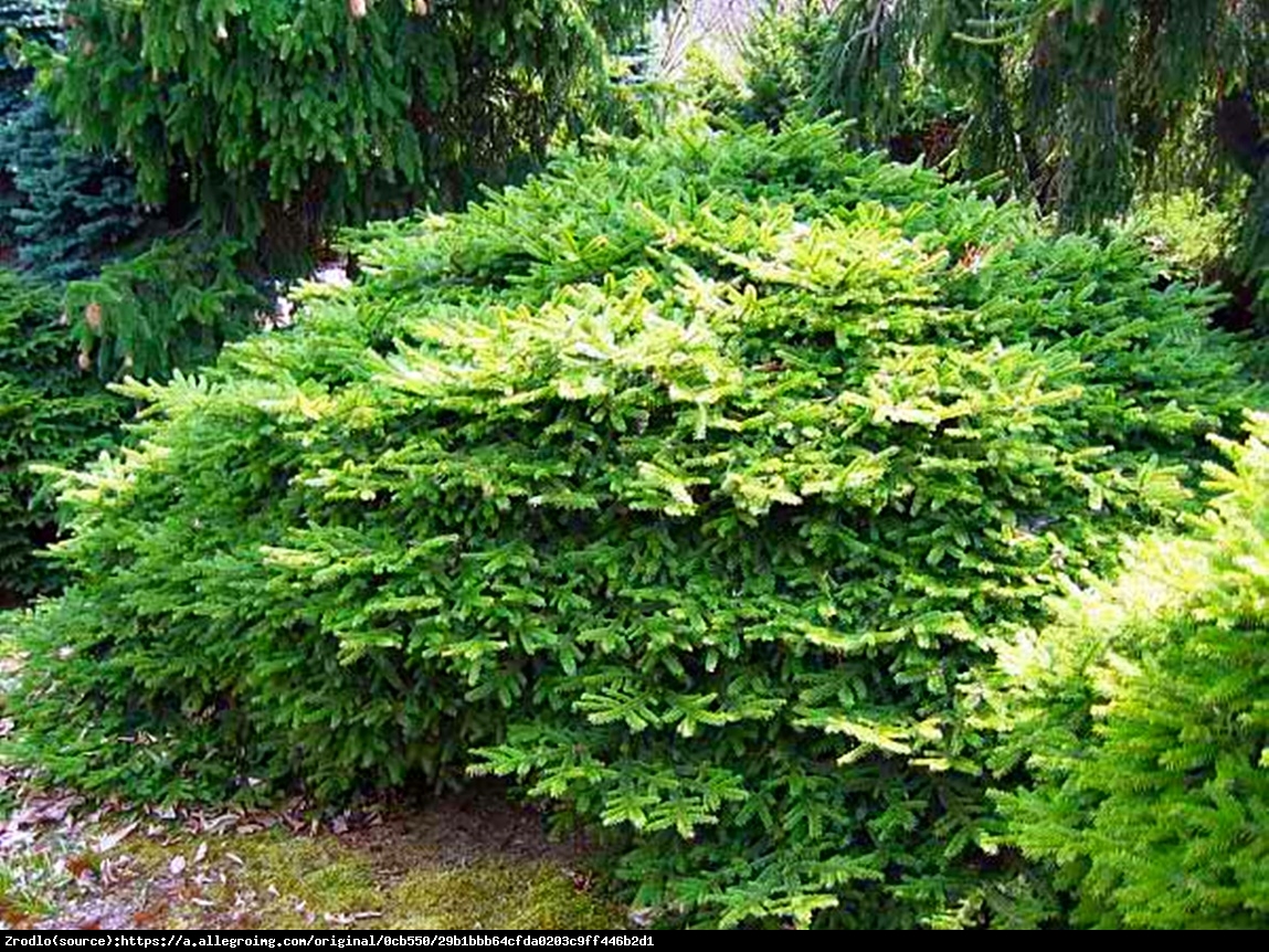 świerk pospolity  Tabuliformis - Picea abies  Tabuliformis 