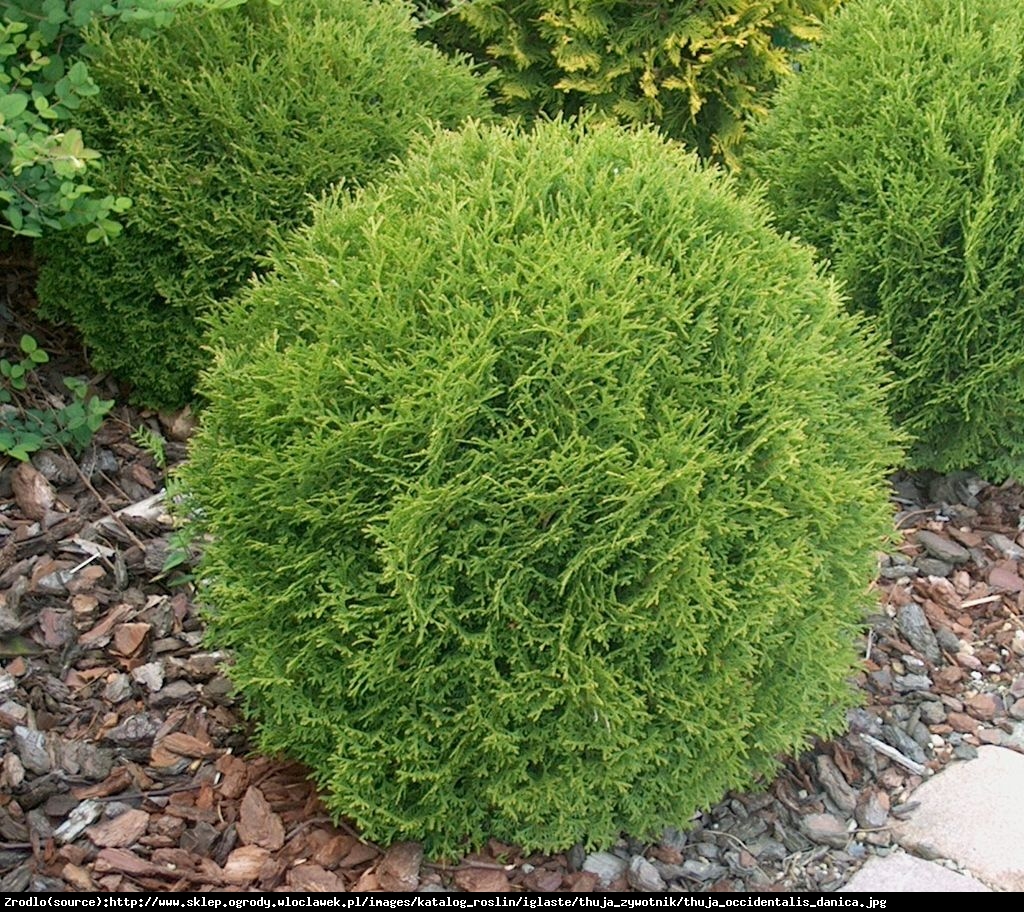 Tuja Żywotnik zachodni  Danica - Thuja occidentalis  Danica 