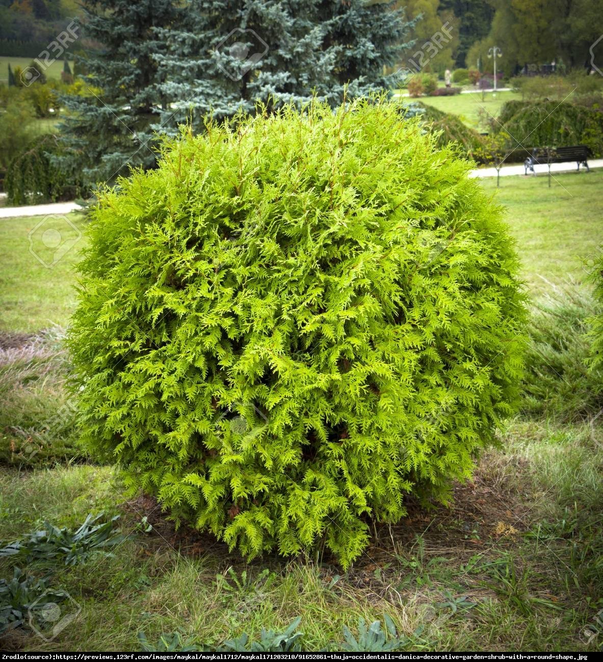 Tuja Żywotnik zachodni  Danica - Thuja occidentalis  Danica 