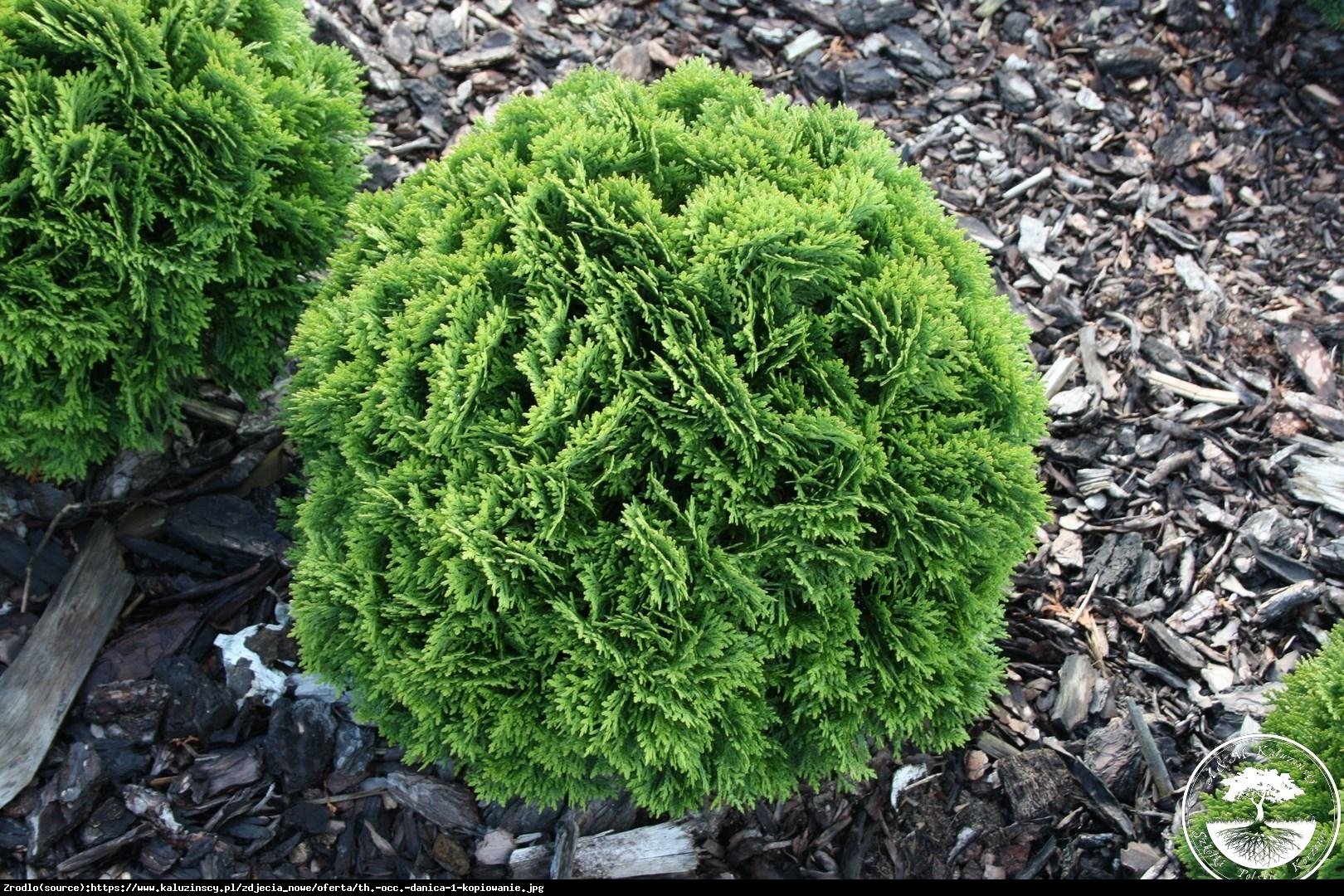 Tuja Żywotnik zachodni  Danica - Thuja occidentalis  Danica 