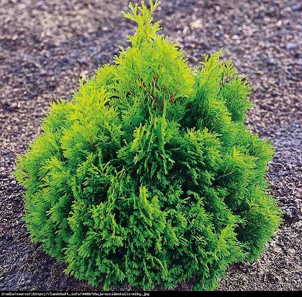 Tuja Żywotnik zachodni Miky - Thuja occidentalis Miky