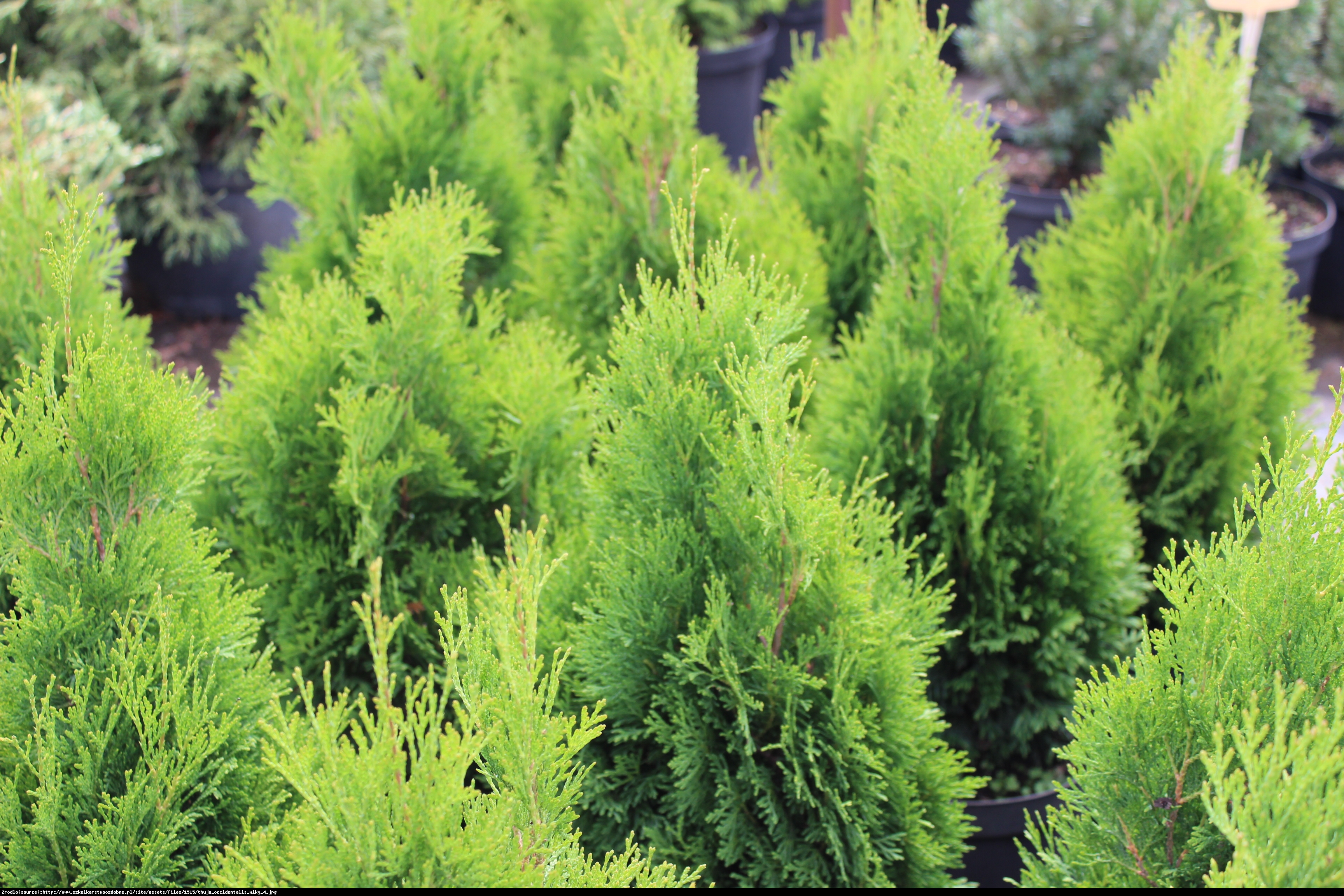 Tuja Żywotnik zachodni Miky - Thuja occidentalis Miky