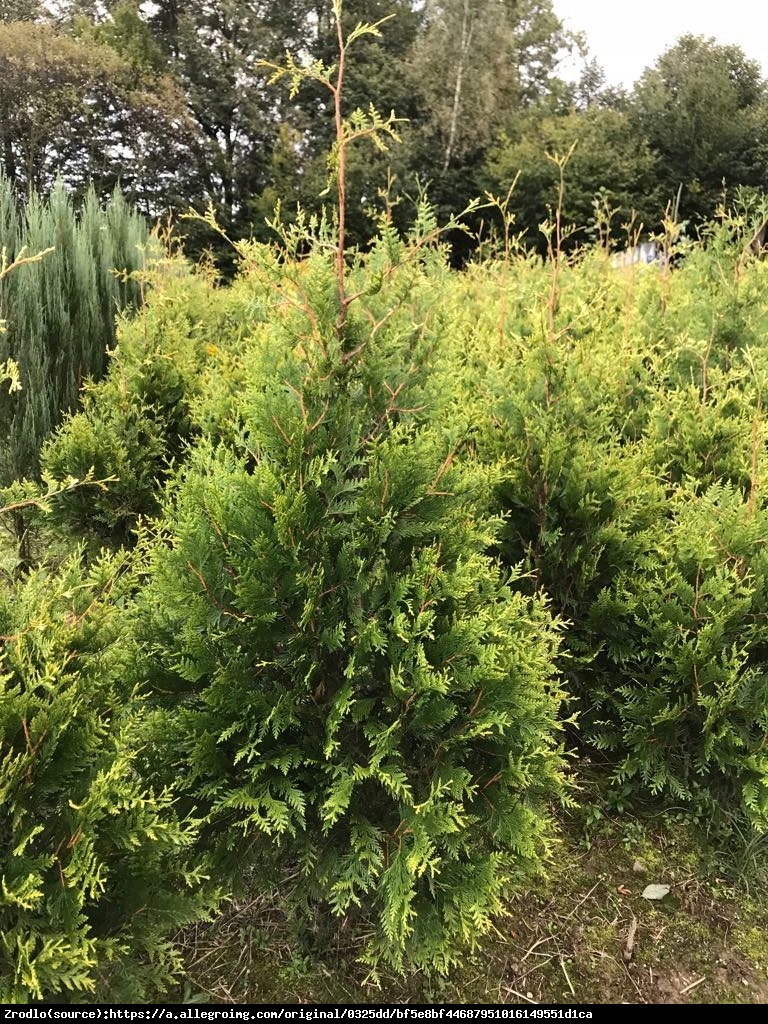 Tuja Żywotnik zachodni  Waxen - Thuja occidentalis  Waxen 