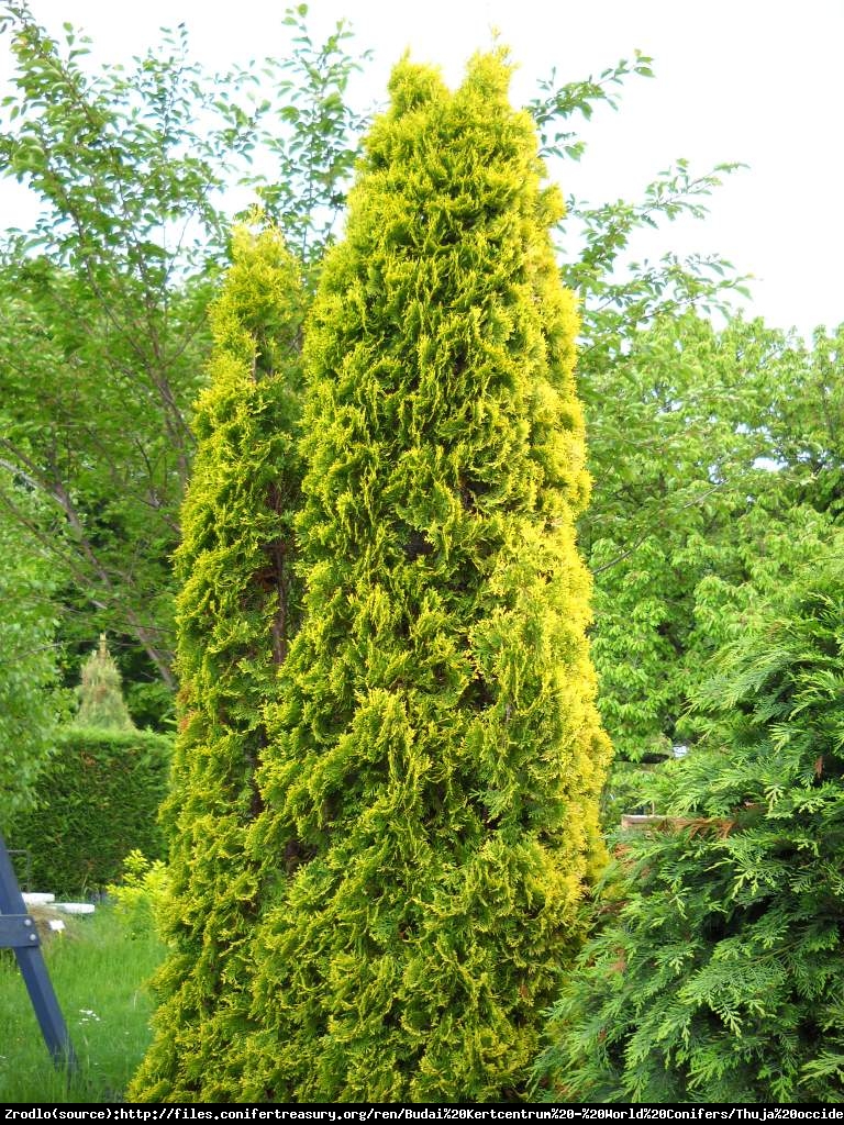 Tuja Żywotnik zachodni  Waxen - Thuja occidentalis  Waxen 