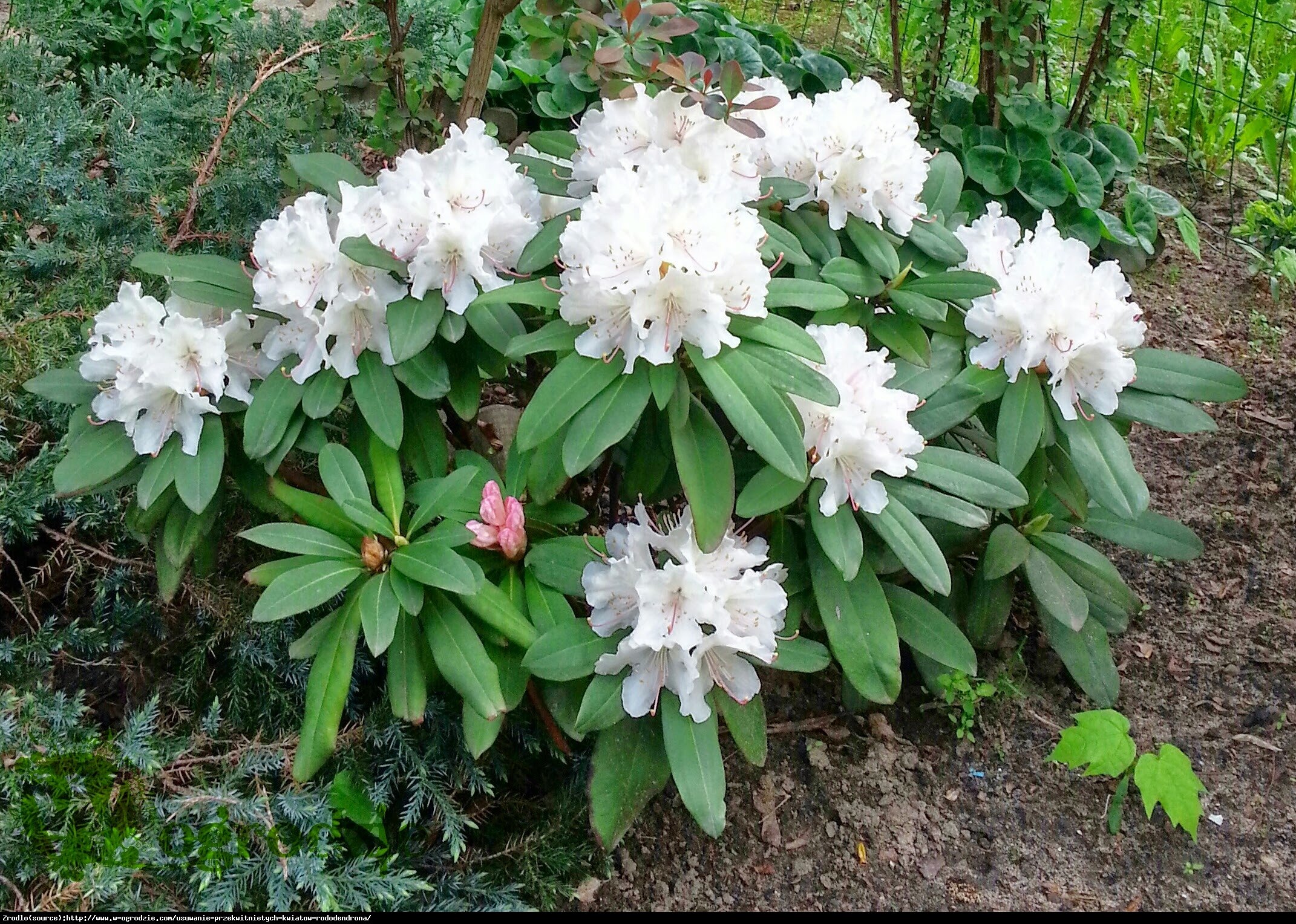 Azalia wielkokwiatowa - Rododendron