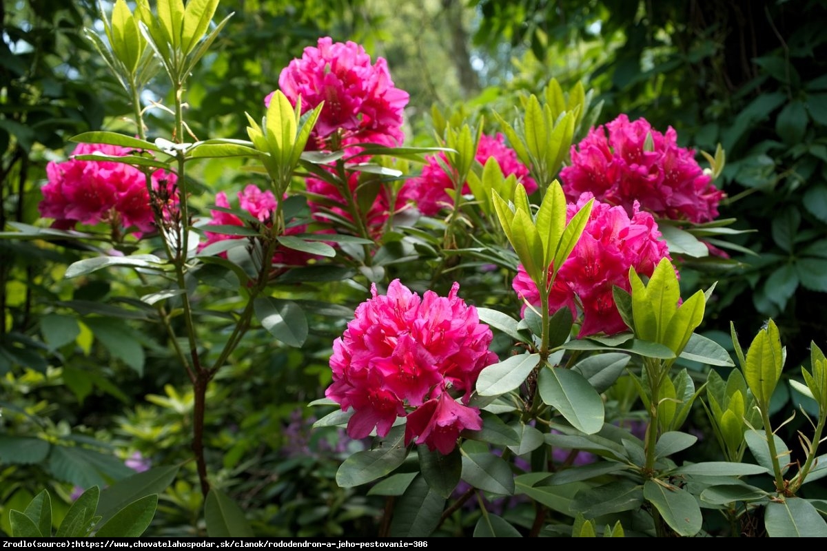 Azalia wielkokwiatowa - Rododendron