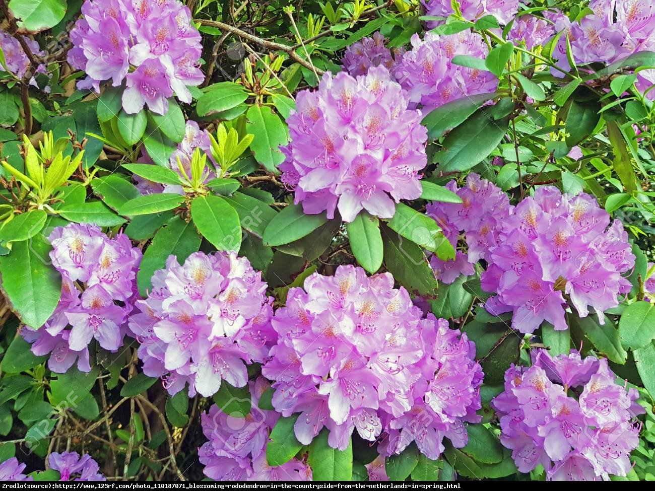 Azalia wielkokwiatowa - Rododendron