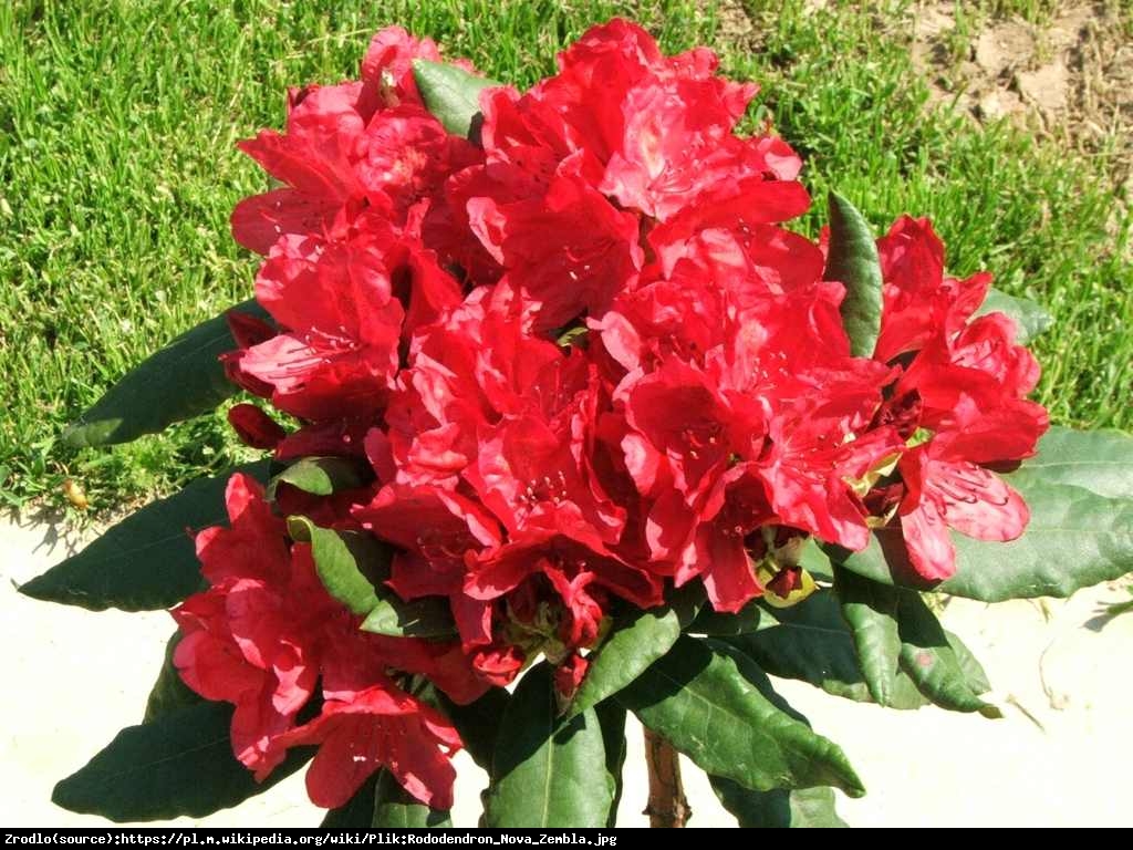 Azalia wielkokwiatowa - Rododendron
