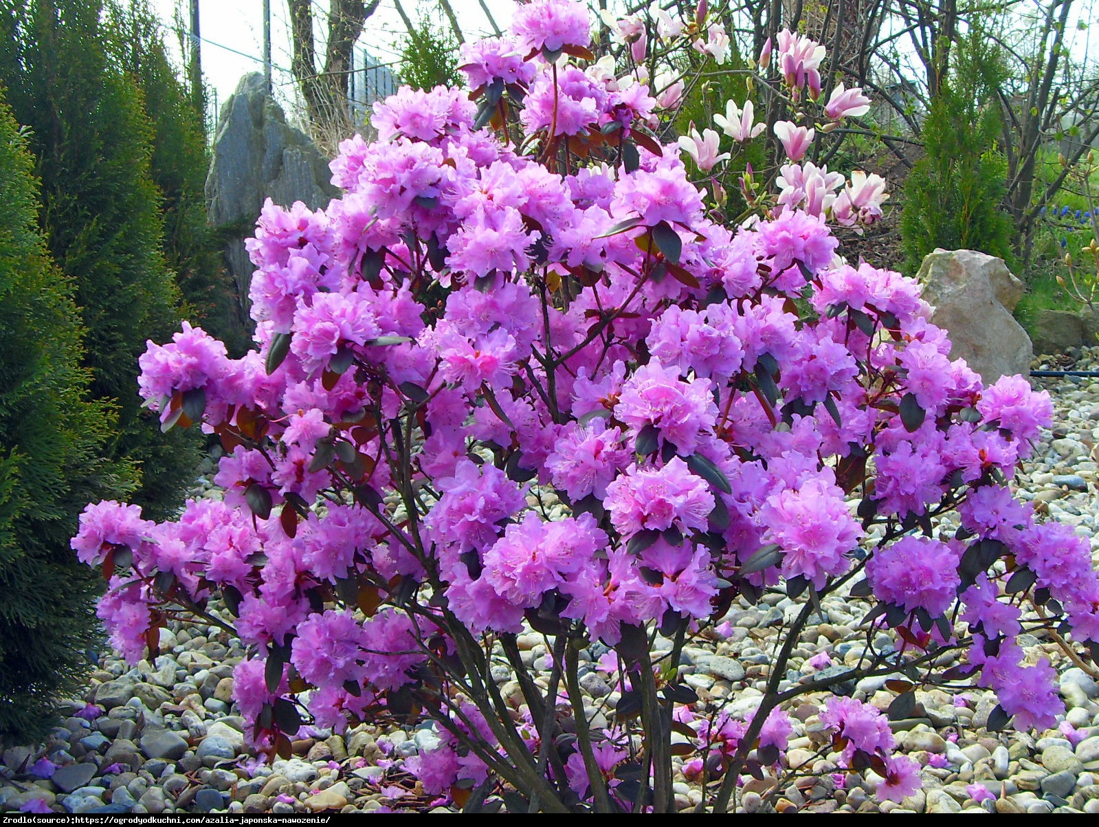 Azalia wielkokwiatowa - Rododendron