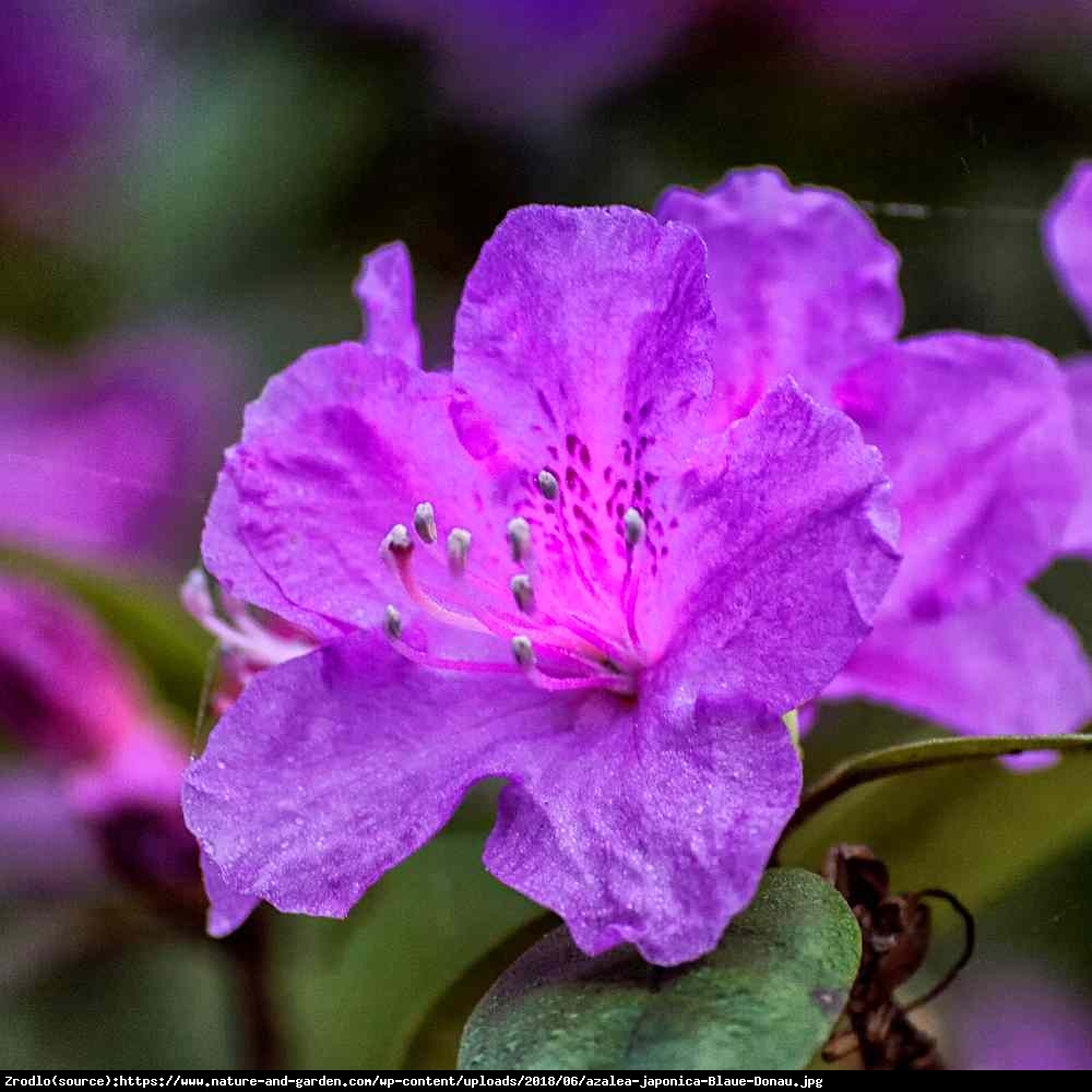 Azalia japońska Blaue Donau - Azalea japonica  Blaue Donau 