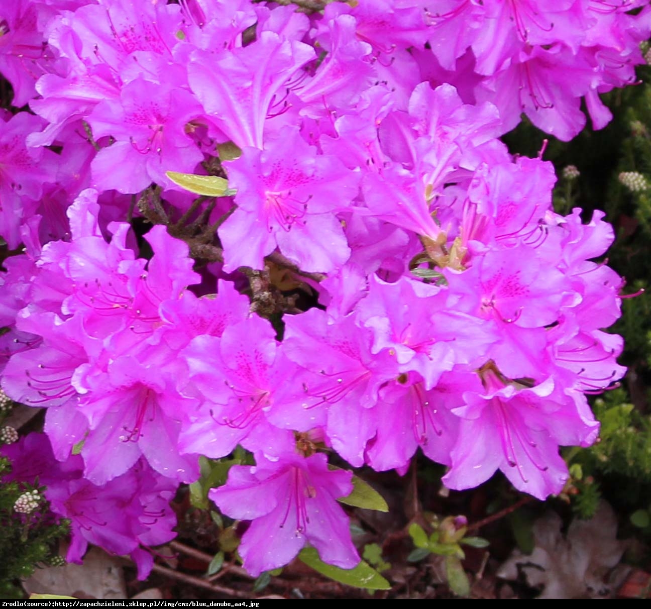 Azalia japońska Blaue Donau - Azalea japonica  Blaue Donau 